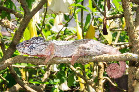 Beautiful camouflaged chameleon in Madagascar, presumably the Oustalets or Malagasy giant chameleon (Furcifer oustaleti)の写真素材