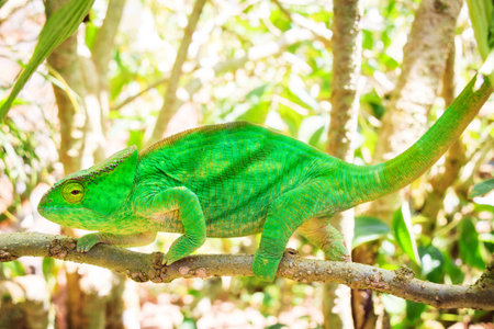 Beautiful camouflaged chameleon in Madagascar, presumably the Parsons chameleon (Calumma parsonii)の写真素材