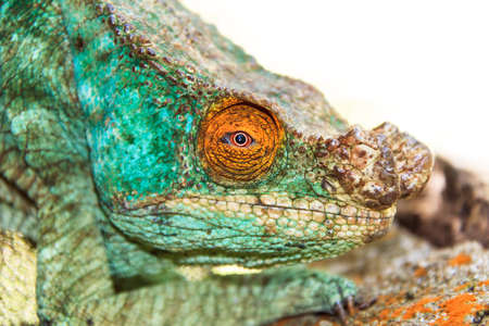 Beautiful camouflaged chameleon in Madagascar, presumably the Parsons chameleon (Calumma parsonii)の写真素材