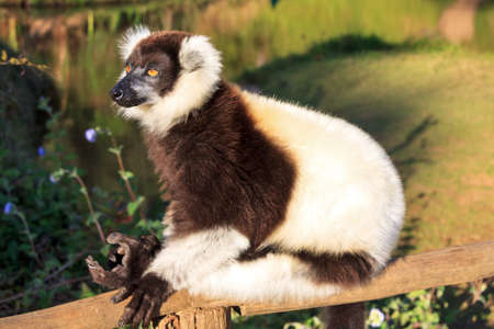 The black-and-white ruffed lemur (Varecia variegata), in the Andasibe Mantadia National Park, Madagascarの写真素材