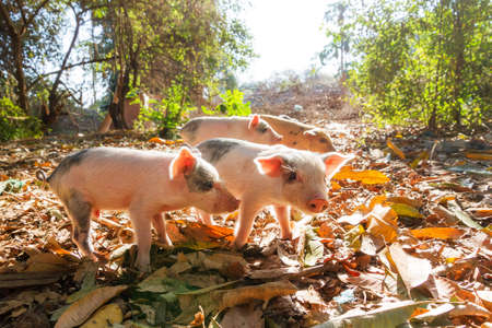Cute piglets in the morning sun in Madagascarの写真素材