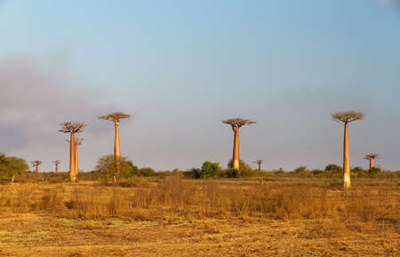 Beautiful Baobab trees in the wide landscape of Madagascarの写真素材