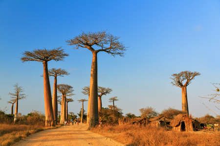 Beautiful Baobab trees at sunset at the avenue of the baobabs in Madagascarの写真素材