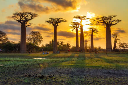 Beautiful Baobab trees at sunset at the avenue of the baobabs in Madagascarの写真素材