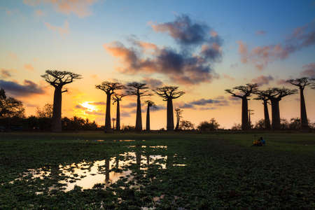 Beautiful Baobab trees at sunset at the avenue of the baobabs in Madagascarの写真素材