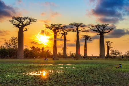 Beautiful Baobab trees at sunset at the avenue of the baobabs in Madagascarの写真素材