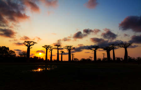 Beautiful Baobab trees at sunset at the avenue of the baobabs in Madagascarの写真素材
