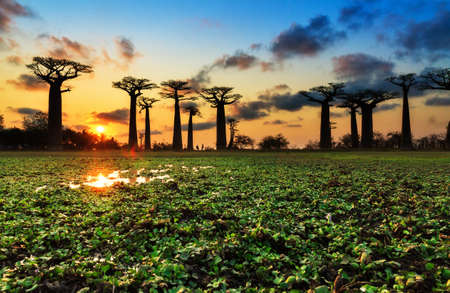 Beautiful Baobab trees at sunset at the avenue of the baobabs in Madagascarの写真素材