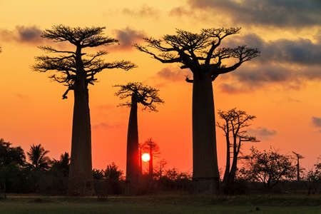 Beautiful Baobab trees at sunset at the avenue of the baobabs in Madagascarの写真素材