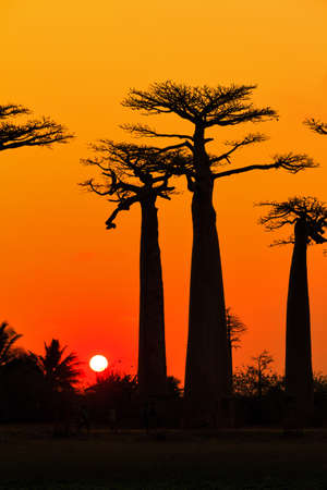 Beautiful Baobab trees at sunset at the avenue of the baobabs in Madagascarの写真素材