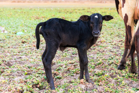 A newborn Zebu calf standing next to its mother in Madagascarの写真素材