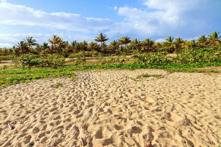 Beautiful summer view on palm trees with sunshine and a blue sky in Madagascarの写真素材