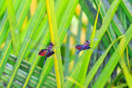 Beautiful dragonflies with amazing colors, presumably the Phantom Flutterer (Rhyothemis semihyalina) on a green plant in Maroantsetra, Madagascarの写真素材