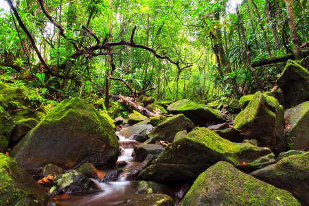 Beautiful view of a stream in the rainforest jungle of the Masoala National Park in Madagascarの写真素材
