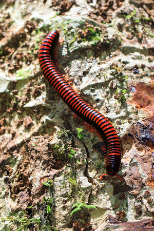 Madagascan Fire Millipede (pres. Aphistogoniulus Corallipes) in the rainforest of Masoala National...