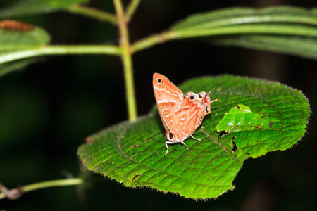 Beautiful forest butterfly (Saribia tepahi) in the rainforest jungle of the Masoala National Park in...