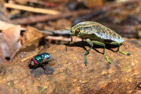 Unidentified Jewel Beetle (Genus Polybothris, family Buprestidae) in the rainforest of Masoala National Park in Madagascarの写真素材