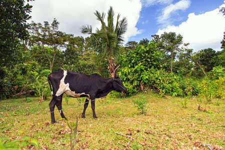 Madagascar Zebu in the forest of Masoala national parkの写真素材