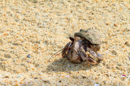 Hermit crab on the beach of Masoala, Madagascarの写真素材