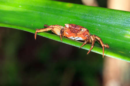 Forest Crab or Tree climbing Crab (Malagasya antongilensis) in Masoala National Park, Madagascarの写真素材