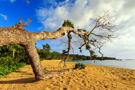 Fallen tree on a beautiful isolated tropical beach in Masoala, Madagascarの写真素材