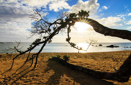 Fallen tree on a beautiful isolated tropical beach in Masoala, Madagascarの写真素材