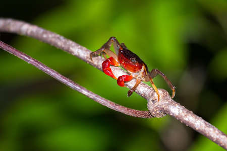 Forest Crab or Tree climbing Crab (Malagasya antongilensis) in Masoala National Park, Madagascarの写真素材