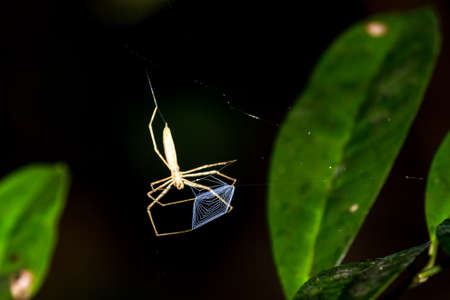 Ogre faced or Net-casting spider (Deinopis sp) with web held between legs in Masoala National Park, Madagascarの写真素材