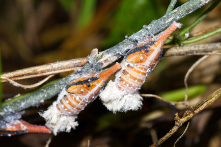 Some sort of Malagasy Lantern bug (pres. Zanna Madagascariensis) in Masoala, Madagascarの写真素材