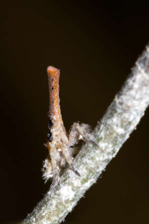 Some sort of Malagasy Lantern bug (pres. Zanna Madagascariensis) in Masoala, Madagascarの写真素材