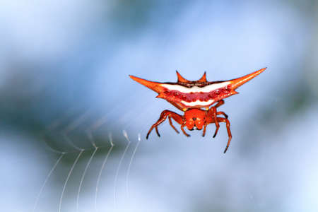 Spiny orb-weaver in the genus Gasteracantha (pres. Gasteracantha versicolor) in Andasibe national park, Madagascarの写真素材