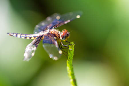 Pres. Widow Dragonfly (Palpopleura portia) in the forest of Masoala, Madagascarの写真素材
