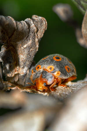 Very interesting hairy black and orange ring-spotted ladybug in Masoala national park, Madagascarの写真素材