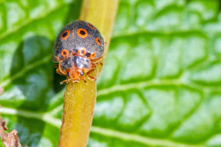 Very interesting hairy black and orange ring-spotted ladybug in Masoala national park, Madagascarの写真素材