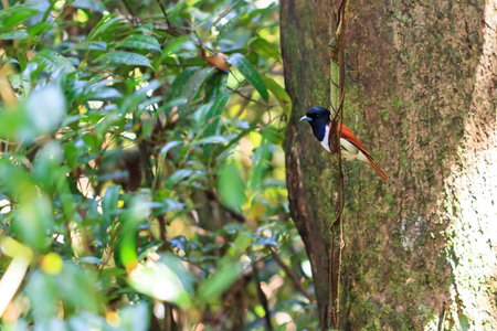 Small bird in the jungle of Masoala, Madagascar, what looks like the Rufous vanga (Schetba rufa)