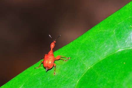 Leaf-rolling Weevil (pres. Paratrachelophorus sp, family Attelabidae) in Masoala national park, Madagascarの写真素材