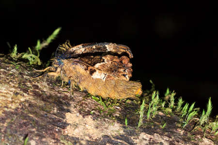 Unidentified hairy moth Lepidoptera in the jungle of Masoala national park Madagascarの写真素材