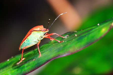 Red Shield Bug unknown species Pentatomidae in the rainforest of Masoala National Park in Madagascarの写真素材