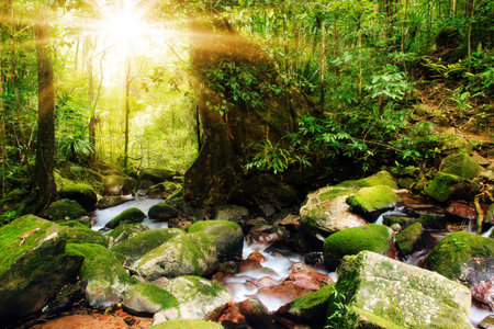 Beautiful view of a stream in the rainforest jungle of the Masoala National Park in Madagascar の写真素材