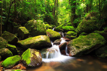 Beautiful view of a stream in the rainforest jungle of the Masoala National Park in Madagascarの写真素材