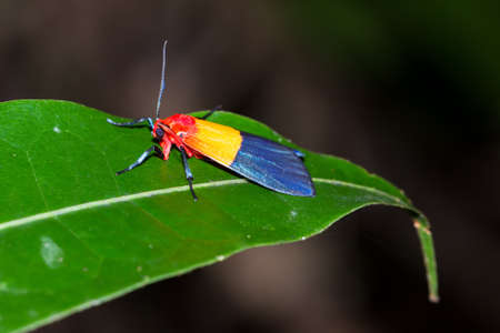 Unidentified red yellow blue moth pres.family Arctiinae erebid moths in the jungle of Masoala national park Madagascarの写真素材