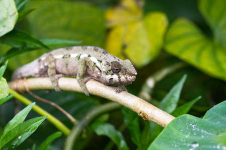 Beautiful camouflaged chameleon in Masoala Madagascar presumably the Oustalets or Malagasy giant chameleon Furcifer oustaletiの写真素材