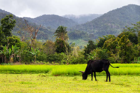 Madagascar Zebu in the forest of Masoala national parkの写真素材