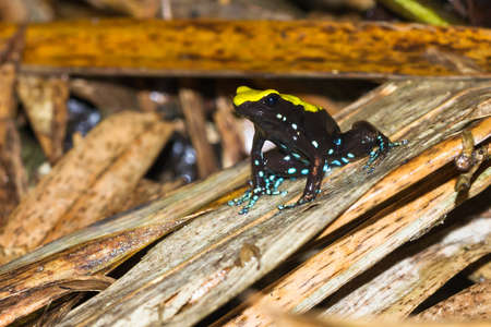 The Climbing Mantella frog Mantella laevigata on the island Nosy Mangabe in Masoala National Park Madagascarの写真素材