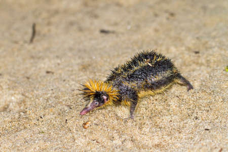 The lowland streaked tenrec Hemicentetes semispinosus in Madagascarの写真素材