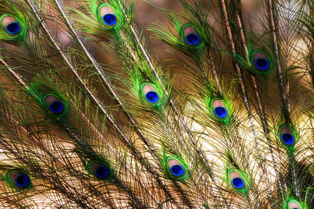 Beautiful vibrant Indian peafowl or blue peafowl Pavo cristatusの写真素材