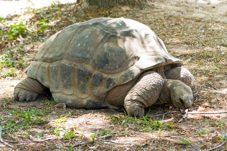 The Aldabra giant tortoise Aldabrachelys giganteaの写真素材