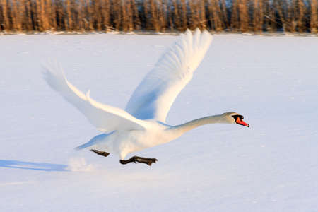 Beautiful swan Cygnus olor takes off from the snowy ice in winter in the Netherlandsの写真素材