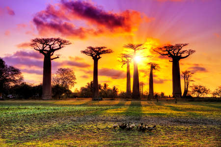 Beautiful Baobab trees at sunset at the avenue of the baobabs in Madagascarの写真素材