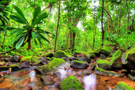 Beautiful HDR view of a stream in the rainforest jungle of the Masoala National Park in Madagascarの写真素材